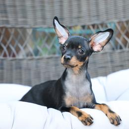 Coco - Black and tan male Russian Toy puppy in Citrus Heights, California from Little Royal Hearts