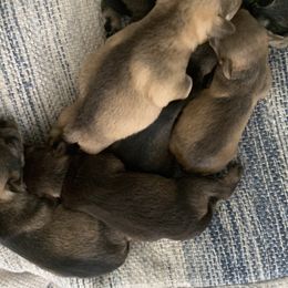 Miniature Schnauzer Puppies from Wendi’s minis