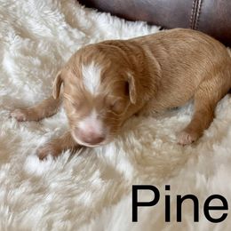 Aussiedoodle Puppies from Sand Creek Ranch Aussiedoodles
