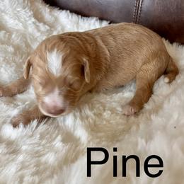 Aussiedoodle Puppies from Sand Creek Ranch Aussiedoodles