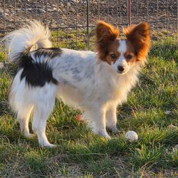 Angel - Papillon