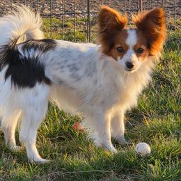 Angel - Papillon