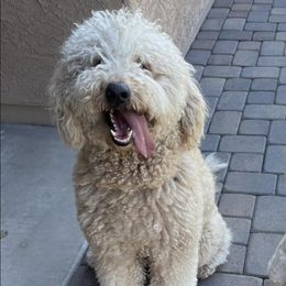 Goldendoodles from Reign Doodles of AZ