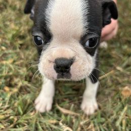 Bosco - Black and white male Boston Terrier puppy in Spartanburg, South Carolina from Sassy Pap Farms