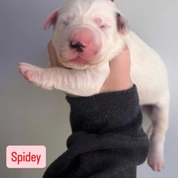 3rd pick - LUA long coat males - White and black male Dalmatian puppy in Jefferson, Georgia from Spotted Jewels Dalmatians