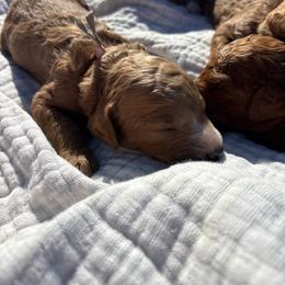 Light pink - Red  female Poodle puppy in Pasco, Washington from Dayton Farms