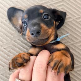 Patriot (Blue male) 2887.70 - Black and tan male Dachshund puppy in Loris, South Carolina from Dogwood Mountain Dachshunds