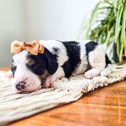 Scarlett - Black and white female Bernedoodle puppy in Gaylord, Michigan from Dog Mom Co. Doodles