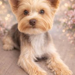 Astro - Yorkshire Terrier