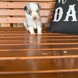 Blue Merle Male - Blue merle male Toy Australian Shepherd puppy in Brashear, Texas from Double R farms