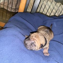 Black collar - Red fawn male Chinese Shar-Pei puppy in Elkin, North Carolina from Martini Shar-Pei