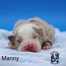 Manny - Red merle male Miniature Australian Shepherd puppy in Weeki Wachee, Florida from Arlington's Mini Aussies