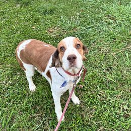 Lexi - English Springer Spaniel