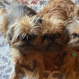 Brussels Griffons from Middletown Dreams