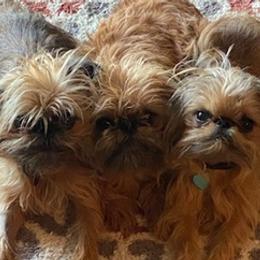 Brussels Griffons from Middletown Dreams