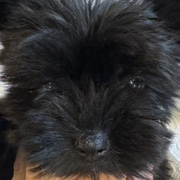 Pink Girl - KB Black with White Patch - Natural Tail - Black and gold female Yorkshire Terrier puppy in Oregon City, Oregon from D’Luxe Kennels