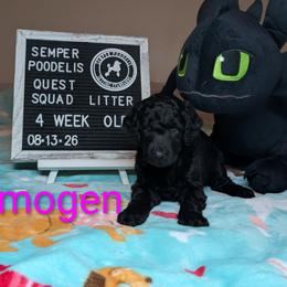 Imogen - Black female Poodle puppy in Vail, Arizona from Semper Poodelis