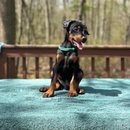 Black girl - Teal collar - Black and rust female Doberman Pinscher puppy in Old Bridge, New Jersey from Wizard Ost Revolution kennel