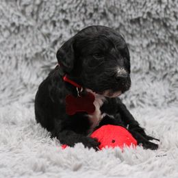 Poodle Puppies from Absolutely Pampered Poodles