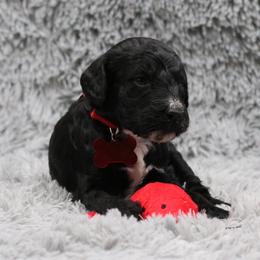 Poodle Puppies from Absolutely Pampered Poodles