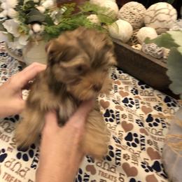 Yorkshire Terrier Puppies from Happy Days Acres and Yorkies