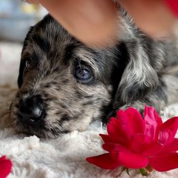 Aussiedoodles, Australian Shepherds, and Toy Australian Shepherds from Circle B Farms