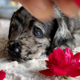 Aussiedoodles, Australian Shepherds, and Toy Australian Shepherds from Circle B Farms