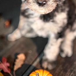Purple - Merle female Sheepadoodle puppy in Salem, Oregon from Oregon Poodle Oodle Doodles