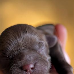 Taylor - Chocolate female Shih Tzu puppy in Claxton, Georgia from Small Pawz Shih tzu
