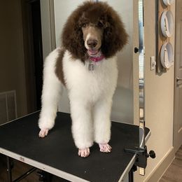 Poodle Puppies from Mars  Glitz Poodles