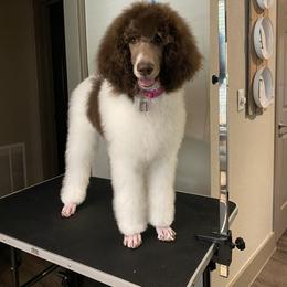 Poodle Puppies from Mars  Glitz Poodles