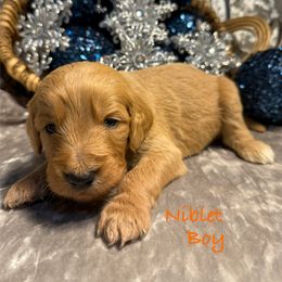 Niblet - Red  male Goldendoodle puppy in Rockville, Minnesota from Bracha Poodles & Doodles