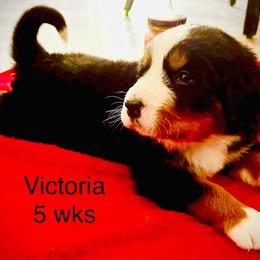 Victoria - Black rust and white female Bernese Mountain Dog puppy in Strasburg, Ohio from Lois Allison