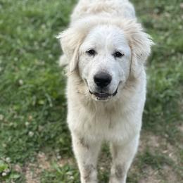 Tundra Skyy - Great Pyrenees