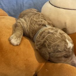 Boy 1 - Poodle puppy in Pensacola, Florida from Frida Farms