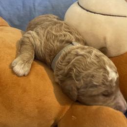 Boy 1 - Poodle puppy in Pensacola, Florida from Frida Farms