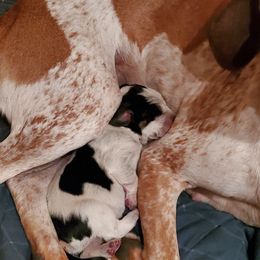 Boy 1 - American English Coonhound puppy in Waldoboro, Maine from Passchendaele English Coonhounds