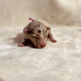 Red Merle Girl 1 - Purple Ribbon - Red merle female Australian Shepherd puppy in Dundee, Ohio from Aussies Of Circle H