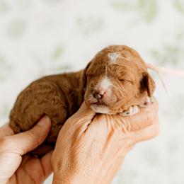 Rescue (tan collar) - Red  male Goldendoodle puppy in Apopka, Florida from The Classic Doodle