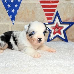 America - Blue merle female Miniature Australian Shepherd puppy in Floresville, Texas from The Blessed Barnyard
