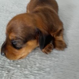 Big Red - Red male Dachshund puppy in Cedar Rapids, Iowa from Paulassillydogs