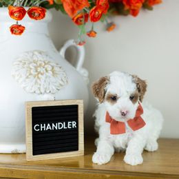 Boy 3 - Goldendoodle puppy in Riverton, Utah from Utah Doodlebug