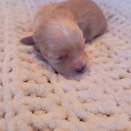 Havapoo Puppies from Little Wyo Doodles