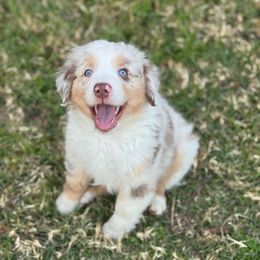 Brighten - Red merle male Miniature Australian Shepherd puppy in Azle, Texas from Weston Family Farms