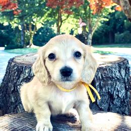 Dachshund Puppies from Northwest Dachshunds