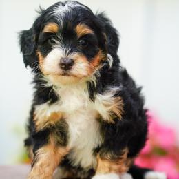 Treasure - Tri-color female Bernedoodle puppy in Dundee, Ohio from Down Home Doodle
