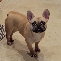 Ivy - French Bulldog