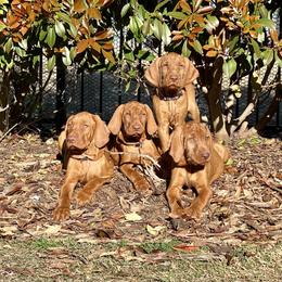 Wirehaired Vizsla Puppies from Cave Canis Kennels