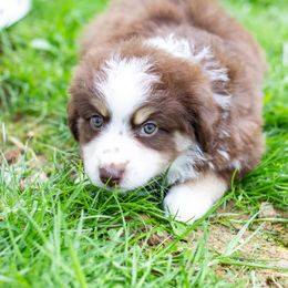 Border Collie, Miniature American Shepherd, and Miniature Australian Shepherd Puppies from Greenbriar Hills