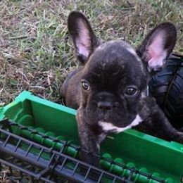 French Bulldogs from Fun Filled Frenchies